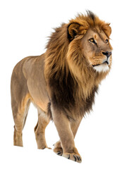 Obraz premium Wild Lion on White Transparent Cut Out Background