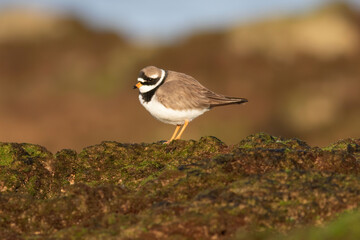 The common ringed plover is a species of bird in the family Charadriidae