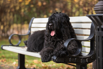 Black Russian Terrier posing in autumn park
