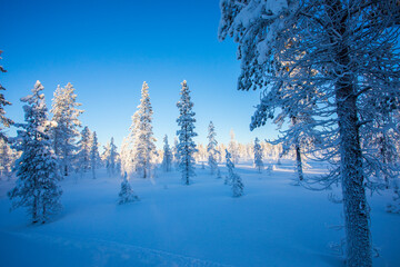 Winter landscape in Pallas Yllastunturi National Park, Lapland, Finland