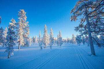Winter landscape in Pallas Yllastunturi National Park, Lapland, Finland