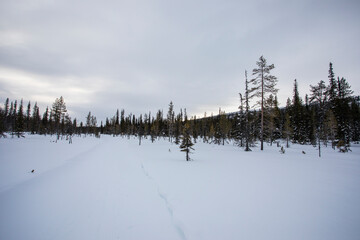 Winter landscape in Pallas Yllastunturi National Park, Lapland, Finland