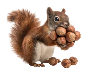 Keuken achterwand Eekhoorn Squirrel rodent animal nut acorn hoard brown fluffy woodland silly expression isolated transparency background cute mammal autumn forest wildlife bushy tail small whisker alert nature wild snack  © Alice a.