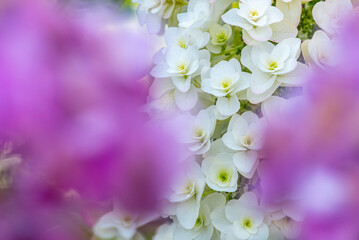 美しいアジサイのズームアップ　