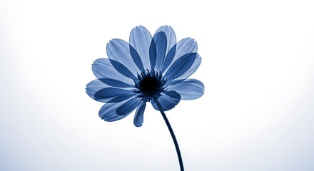 Fototapeta premium Blue Bloom: A Study in Light and Shadow