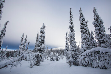 Winter landscape in Pallas Yllastunturi National Park, Lapland, Finland