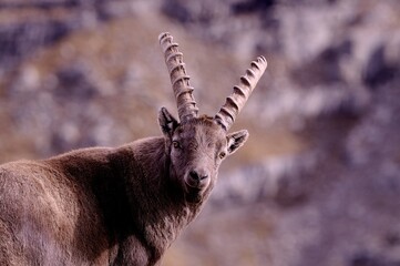 Alpine ibex (Capra ibex) in the French Alps - wildlife behavior and alpine nature