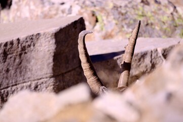 Alpine ibex (Capra ibex) in the French Alps - wildlife behavior and alpine nature