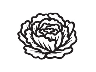 Fresh iceberg lettuce illustration in elegant line drawing