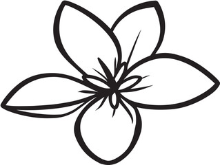 Elegant jasmine flower drawing in clean vector format