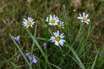 white spring flowers
