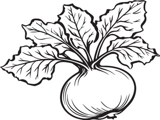 Fresh Kohlrabi Vegetable Vector Line Drawing