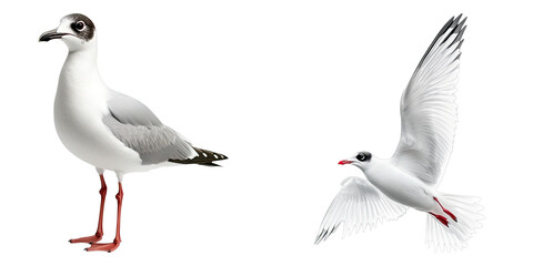 Set of seagull isolated on transparent background