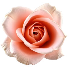 Soft peach rose with delicately curled petals isolated on transparent background