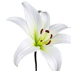 Close-up of a white lily flower with six petals and detailed stamens on a transparent background