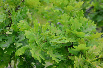 Close-up of vibrant green oak leaves