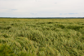 Wheat Field Under Cloudy Sky in sunset