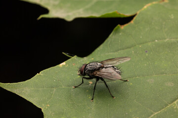 Macro shot of a common housefly sitting on a vibrant green leaf. The detailed close-up captures its delicate wings, compound eyes, and fine texture, set against lush, natural greenery.