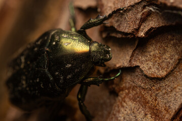 Macro shot of a beetle on textured brown bark. The close-up highlights the beetle’s shiny shell, intricate legs, and the rough, natural patterns of the wood in warm natural light.