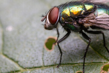 Macro shot of a common housefly sitting on a vibrant green leaf. The detailed close-up captures its delicate wings, compound eyes, and fine texture, set against lush, natural greenery.