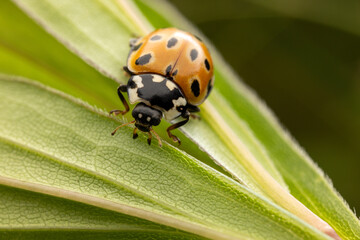 Macro shot of a vibrant red ladybug perched on a fresh green leaf. The detailed close-up highlights the insect's glossy shell, delicate legs, and natural textures in vivid sunlight