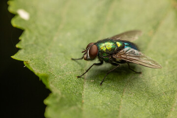 Macro shot of a common housefly sitting on a vibrant green leaf. The detailed close-up captures its delicate wings, compound eyes, and fine texture, set against lush, natural greenery.