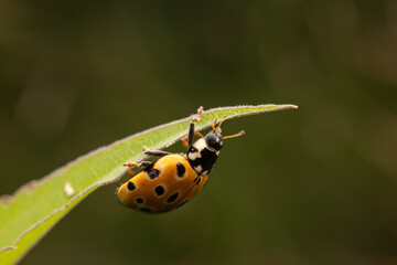 Macro shot of a vibrant red ladybug perched on a fresh green leaf. The detailed close-up highlights the insect's glossy shell, delicate legs, and natural textures in vivid sunlight