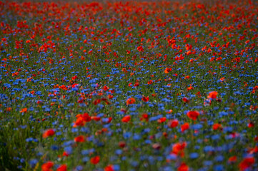 Field of poppies