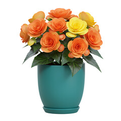 Vibrant Orange and Yellow Begonias in Teal Pot isolated on transparent baackground