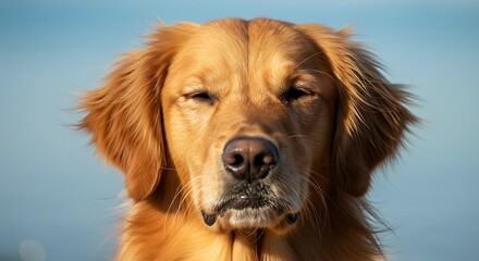 Obraz premium Golden Hour Gaze A Dogs Gentle Soul Sunlit Canine Portrait Captivating Canine Close Up Portrait Of A Golden Retriever Golden Retriever Serenity Peaceful Canine Expression