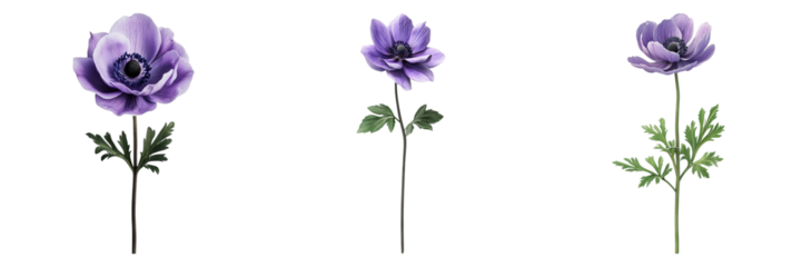 Set of anemone purple flower isolated on transparent background