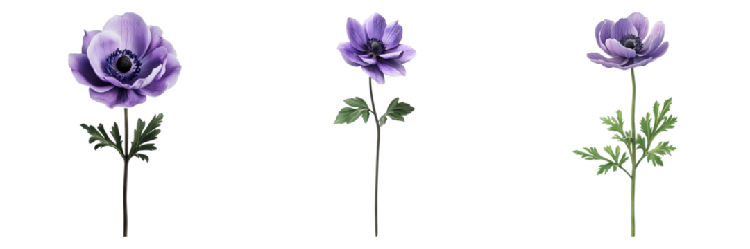 Set of anemone purple flower isolated on transparent background