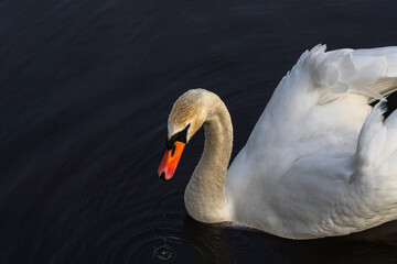 Mute Swan (Cygnus olor) on calm dark water