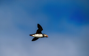 Atlantic puffin (Fratercula arctica), also known as the common puffin.