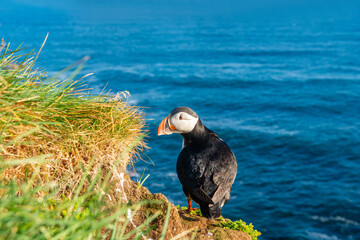 Atlantic puffin (Fratercula arctica), also known as the common puffin.