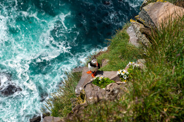 Atlantic puffin (Fratercula arctica), also known as the common puffin.