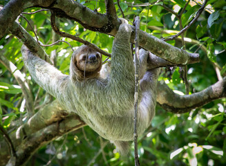 Fototapeta premium Happy smiling from a Sloth in Costa Rica