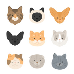 Vector illustration of сartoon cats breeds set. Cute faces of abissian, persian, siamese, scottish fold, golden shader. Flat style images. Pets set.