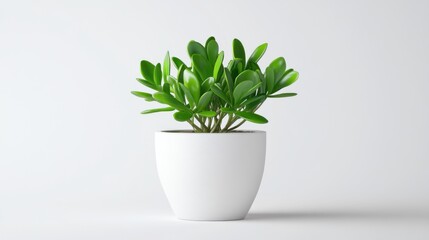 Fototapeta premium Minimalist potted plant