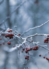 Winter Frosted Berry Branch: Red Berries with White Frost on Light Blue - Gray Background, Conveying Winter Tranquility