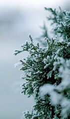 Frosted Pine Branch with Cone: Snow - Covered Pine Needles and Cone on White Background, Conveying Winter Freshness
