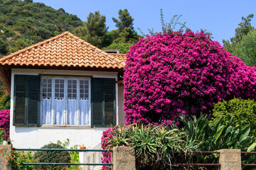 Mediterranean house with blooming Bougainvillea bush in Ajaccio France, Corsica, Ajaccio, 13 June 2025