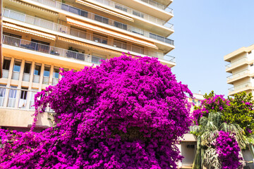 Bright pink Bougainvillea bush in front of modern apartments France, Corsica, Ajaccio, 13 June 2025