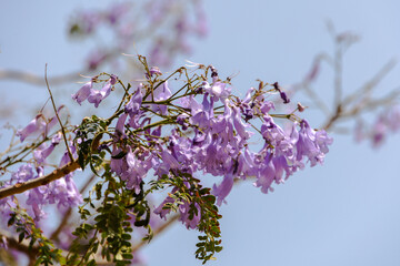 Jacaranda tree with purple trumpet flowers in bloom France, Corsica, Ajaccio, 13 June 2025