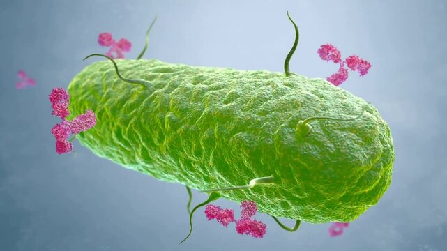 medical education training green ellipsoidal bacteria with small tentacles