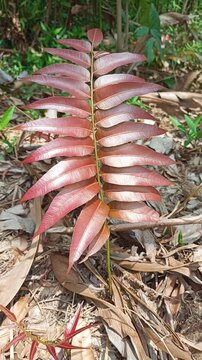 Closeup of red stenochlaena palustris plant at the forest. Also known as pucuk paku midin.