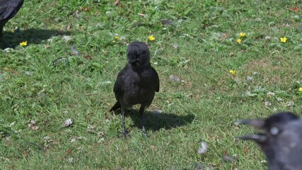 Immature Jackdaw (Corvus Monedula) calling to adults hoping to be fed. July, Kent, UK [Half speed] - Powered by Adobe