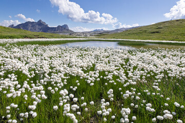 Prairie alpine couverte de fleurs blanches au col du Sanetsch avec un arrière plan d'étang et de...