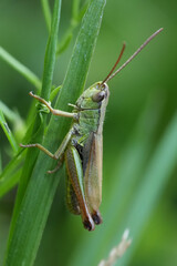 Vertical closeup on the European meadow grasshopper, Pseudochorthippus parallelus