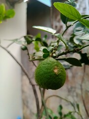 green lemon tree